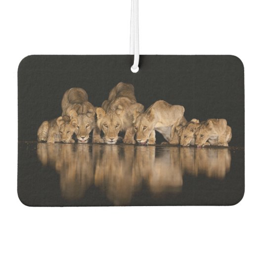 Lion Pride Drinks at the Water Hole at Night カーエアーフレッシュナー (正面)