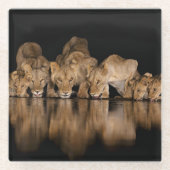 Lion Pride Drinks at the Water Hole at Night ガラスコースター (正面)