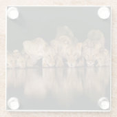 Lion Pride Drinks at the Water Hole at Night ガラスコースター (裏面)