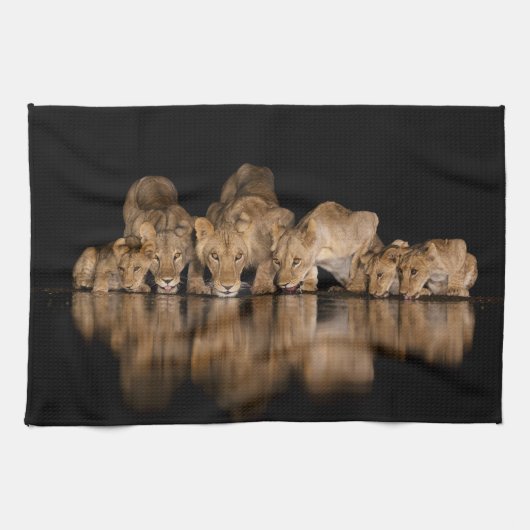 Lion Pride Drinks at the Water Hole at Night キッチンタオル (横)