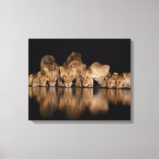 Lion Pride Drinks at the Water Hole at Night キャンバスプリント (正面)