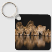 Lion Pride Drinks at the Water Hole at Night キーホルダー (正面)