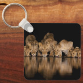 Lion Pride Drinks at the Water Hole at Night キーホルダー (正面)