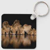 Lion Pride Drinks at the Water Hole at Night キーホルダー (裏面)