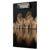 Lion Pride Drinks at the Water Hole at Night クリップボード (左)