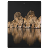 Lion Pride Drinks at the Water Hole at Night クリップボード (裏面)
