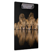 Lion Pride Drinks at the Water Hole at Night クリップボード (右)