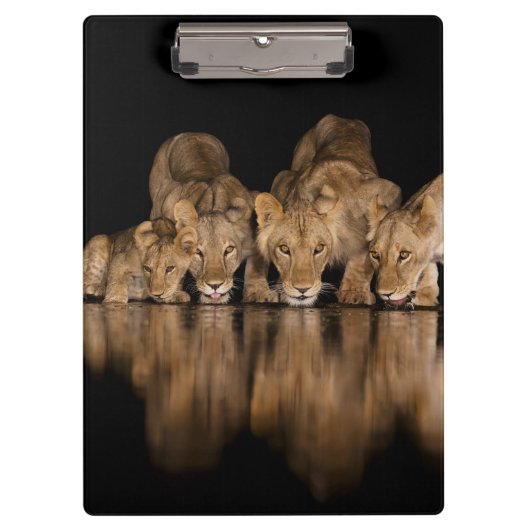 Lion Pride Drinks at the Water Hole at Night クリップボード (正面)