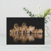 Lion Pride Drinks at the Water Hole at Night サンキューカード (スタンド正面)