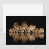 Lion Pride Drinks at the Water Hole at Night サンキューカード (正面/裏面)