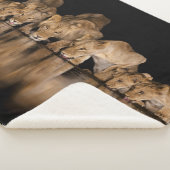 Lion Pride Drinks at the Water Hole at Night シェルパブランケット (3/4)