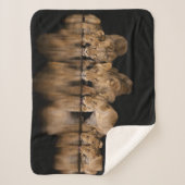 Lion Pride Drinks at the Water Hole at Night シェルパブランケット (正面)