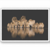 Lion Pride Drinks at the Water Hole at Night シール (正面)