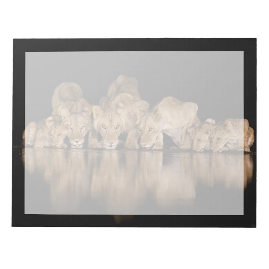 Lion Pride Drinks at the Water Hole at Night ノートパッド (正面)