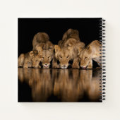 Lion Pride Drinks at the Water Hole at Night ノートブック (裏面)