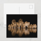 Lion Pride Drinks at the Water Hole at Night ポストカード (正面/裏面)