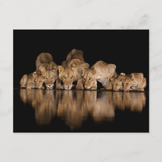 Lion Pride Drinks at the Water Hole at Night ポストカード (正面)