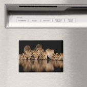 Lion Pride Drinks at the Water Hole at Night マグネット (インサイチュ (食洗機))