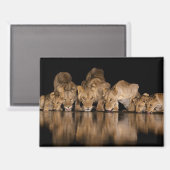 Lion Pride Drinks at the Water Hole at Night マグネット (正面/裏面)