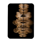 Lion Pride Drinks at the Water Hole at Night マグネット (縦)