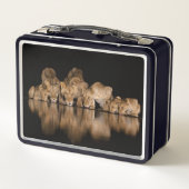 Lion Pride Drinks at the Water Hole at Night メタルランチボックス (裏面)