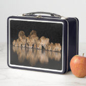 Lion Pride Drinks at the Water Hole at Night メタルランチボックス (インサイチュ)