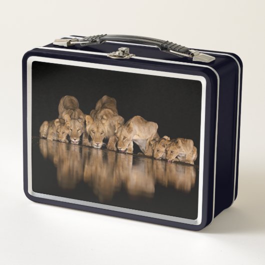 Lion Pride Drinks at the Water Hole at Night メタルランチボックス (正面)