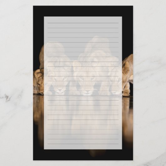 Lion Pride Drinks at the Water Hole at Night 便箋 (正面)