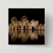 Lion Pride Drinks at the Water Hole at Night 缶バッジ (正面)