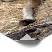 Liones at Rest —プライドの保護者 ポスター (角)