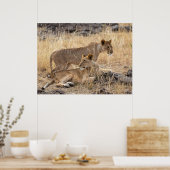 Liones at Rest —プライドの保護者 ポスター (キッチン)