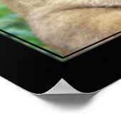 Lioness (カラーバージョン) ポスター (角)