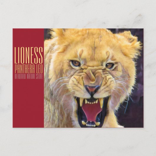 Lioness [ポストカード] ポストカード (正面)