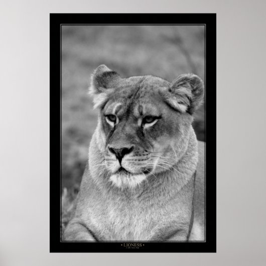 Lioness （BWバージョン） ポスター (正面)