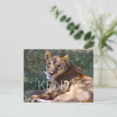 Lioness in Masai Mara, Kenya Travel Postcard ポストカード (スタンド正面)