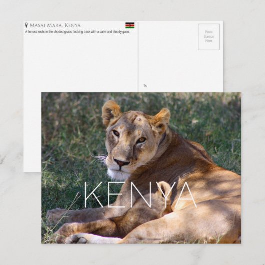 Lioness in Masai Mara, Kenya Travel Postcard ポストカード (正面/裏面)
