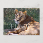 Lioness in Masai Mara, Kenya Travel Postcard ポストカード (正面)