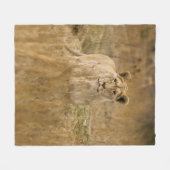 LIONESS IN THE GRASS フリースブランケット (正面(横))
