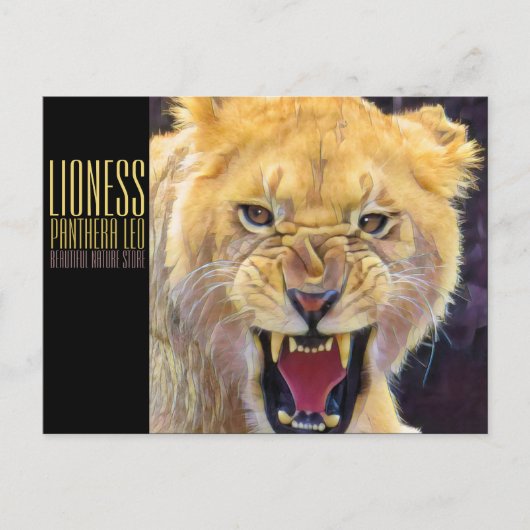Lioness [Postcard] ポストカード (正面)