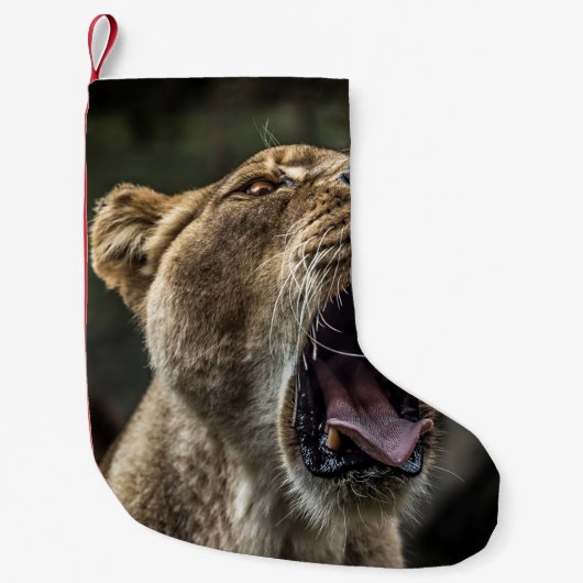 LIONESS YAWNING スモールクリスマスストッキング (正面)