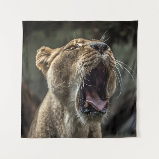 LIONESS YAWNING タペストリー (正面)