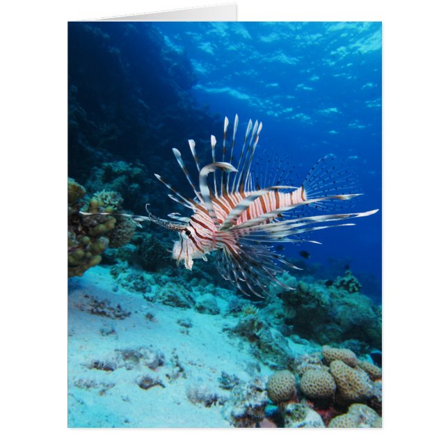 LionfishまたはPterois Miles、海リーフフィッシュ (正面)
