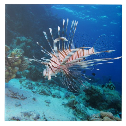 LionfishまたはPterois Miles、海リーフフィッシュ タイル (正面)