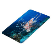 LionfishまたはPterois Miles、海リーフフィッシュ マグネット (左側)