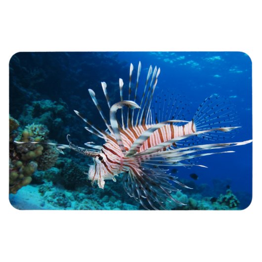 LionfishまたはPterois Miles、海リーフフィッシュ マグネット (横)