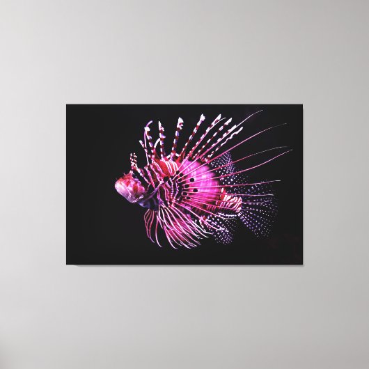 Lionfish 12インチx 12インチ、1.5インチ独身の、 キャンバスプリント (正面)