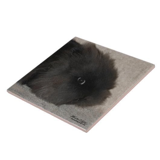 Lionheadの黒いウサギ タイル (側面)