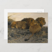 Lions at Watch by Wilhelm Kuhnert ポストカード (正面/裏面)