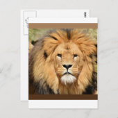 Lions Head Postcard ポストカード (正面/裏面)