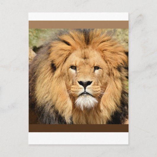 Lions Head Postcard ポストカード (正面)